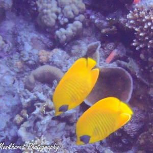 Gele koraalvlinder
